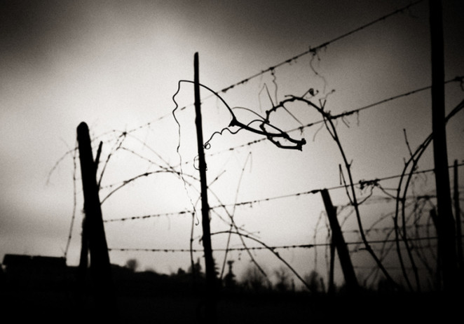 27 gennaio, Ghizzoni “La memoria che non sappiamo coltivare”