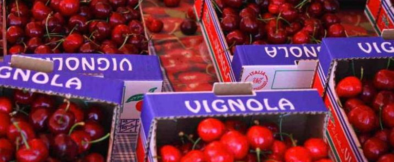 Ciliegia Vignola, Vaccari “Finalmente in Gazzetta Ue il disciplinare Igp”