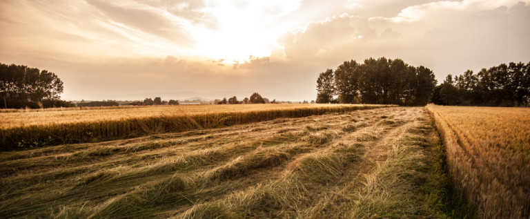 Festa Carpi, mercoledì presentazione libro sull’evoluzione agricola