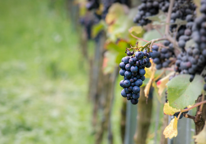 Testo unico del Vino, Vaccari “Sosteniamo qualità e identità”