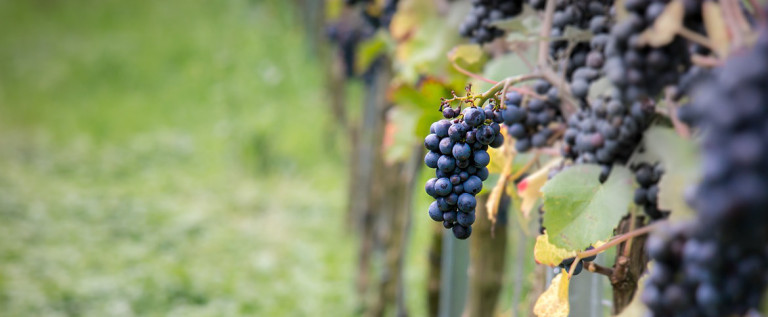 Testo unico del Vino, Vaccari “Sosteniamo qualità e identità”